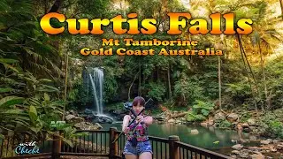 Curtis Falls Mount Tamborine Gold Coast  / Curtis Falls Waterfall | Mount Tamborine Waterfalls