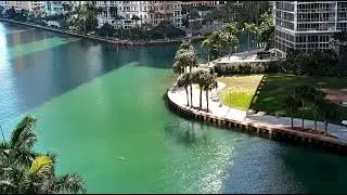 Large Manatees Cruising Up the Miami River