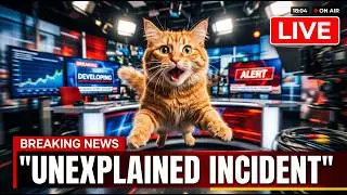 You Won&rsquo;t Believe What These Sora Kitty Cats Do 😱 Ultra Real & Hilarious 😂