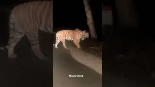 When you met with Tiger at Jim corbett park, hear his roar&hellip; VC: Sharuk from Bijnor.