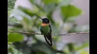 Essential Peru Birding in the Manubiosphere: Amazon Basin and the Manu Road