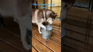 How my husky cool down on hot summer day