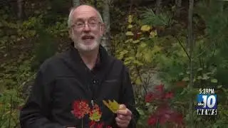 The Great Outdoors - Fun Facts about Fall Foliage