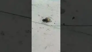 ذبابه في مرحله الاحتضار سبحان الله