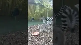 Harold the peacock pays a visit to our lemurs!