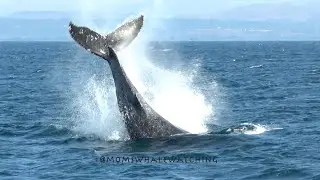 Humpback whales with peduncle throws and fluke up dives in Monterey@cherefrommomswhalewatching8507.