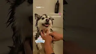 Ever seen a wet pomsky?