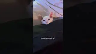 Dave is a simple cat. He just needs a warm body 😌😌 #cat #catvideos #devonrex