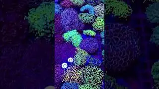 New shipment of Corals and Inverts on 03.05.2025. 