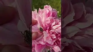 Бронзовка вонючая=Ол&euml;нка зловонная, всего лишь жук в цветке пиона.