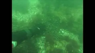 Klappar en piggvar / petting a turbot