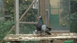 LAMARY2