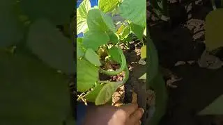 सभी पौधों के फल अलग _अलग होते हैं, बच्चे सीखेंगे 