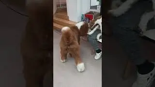 GIANT POODLE! #dog #puppy #poodle #giantpoodle #cutedog