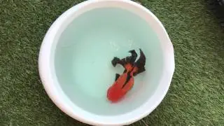 Red Black Oranda Live Fancy Goldfish Deep Vibrant Show Grade Size 7''  Sale