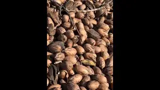 National Pecan Month