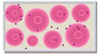 Deciphering Acoustic Microflow Patterns of Oscillating Cells