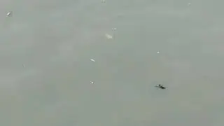 17.09.2020 Dead fish  at Manila Bay😢