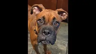 Sammy is available for adoption in the Greater Jacksonville, FL. area.
