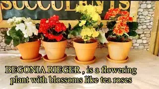 HOW TO REPOT BEGONIA RIEGER ? THE PROPER CARE PLUS THE BEST AMENDED SOIL THEY NEED