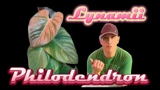 Philodendron Lymanii