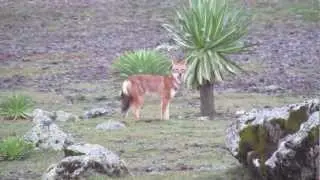 Ethiopian Wolf, Bale Mountains