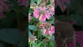 Hummingbird moth