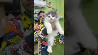 Doll Face Persian Cat Sell Low Price. #pets #kitten #shortvideo