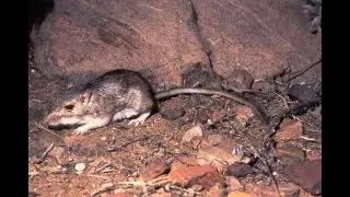 The Secret Life of Bailey's Pocket Mouse
