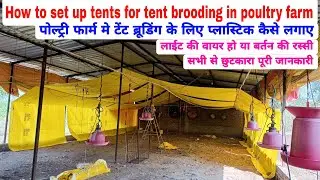 How to set up tents for tent brooding in poultry farm | tents brooding kaise kare | टेंट ब्रूडिंग
