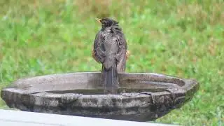 Summer Sights | Bird Bath Watching | Robin