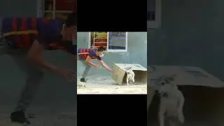 Super Huge Box Prank Vs 2 Sleeping Dogs Prank - Funny Videos #shorts #short #prank #dogprank #6