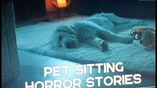 Mr. Nightmare - 3 Really Scary TRUE Pet Sitting Horror Stories (REACTION)