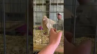 Biff is one of the most aggressive birds I&rsquo;ve ever seen