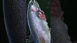 The fish plays