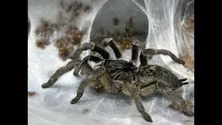 Ceratogyrus marchalli, удаление яйцевого мешка пряморогого павиана