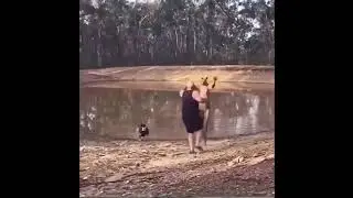 Angry kangaroo hitting a person, the person fell down #shorts #kangaroo #hitting #hit #person #158