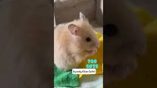 Hamster Hygiene Goals - YouTube Shorts!🐹🧼 #hamster #hygiene #goals #thehappybirdroom #youtubeshorts