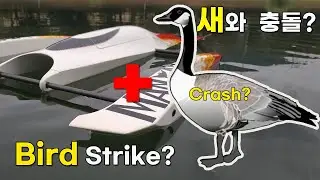 [Bird strike] 2022년 마지막 주항하는 날 새와 충돌??? RC Manta Ray 20221126 Run.