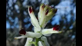 Fumaria purpurea    +    Fumaria capreolata, the white ramping fumitory