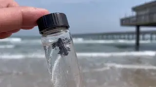 Don&rsquo;t Touch: Rare blue dragons are showing up on Texas beaches again