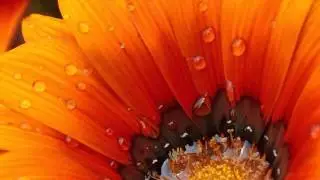 💙 Ohjattu meditaatio - Sakraalichakra (2)