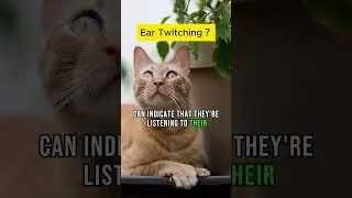 Master the Language of Cats: Understanding Ear Twitching