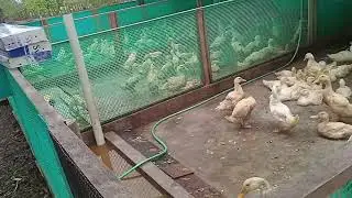 Quackin' Good Time: A Visit to a Duck Farm