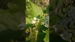 Solanum torvum -&nbsp;turkey berry -&nbsp;devil's fig -&nbsp;pea eggplant -&nbsp;platebrush&nbsp;-susumber -சுண்டைக்காய் செடி