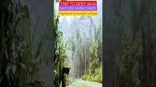 Rainy Walk | Nature of Java | Journey | Village Walk Tour #rainwalk #nature #tour