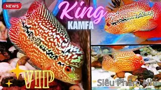 18 B&eacute; Kamfa F2 Nh&iacute; Red kamfa , 2Tone, GB, Classic, Gi&aacute;p Bạc (Chỉ từ v&agrave;i trăm)