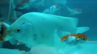 Big size Shubhangi#kissing fish big size#Widow fish small.Mobile-9804010177.STAR FISH CENTER.