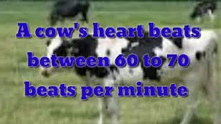 Top 10 interesting facts about cows