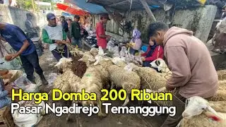 Pasaran Domba Harga 200 Ribuan Murah Bakalan Cempe, Pasar Legi Ngadirejo Temanggung Terbaru Hari Ini
